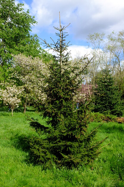 Harris Garden tree photo