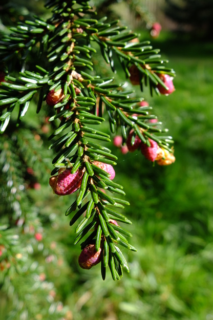 April close-up photo