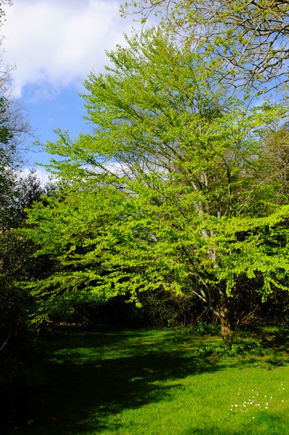 April tree photo