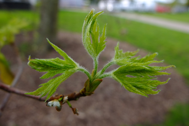April close-up photo