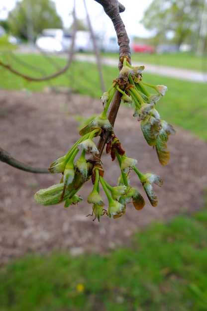 April close-up photo