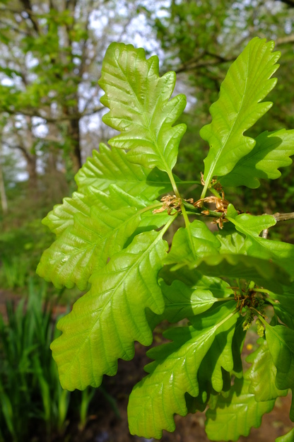 April close-up photo