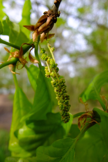 April close-up photo