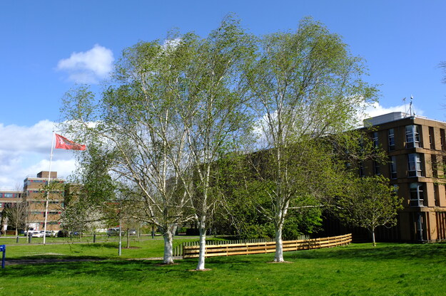 April tree photo