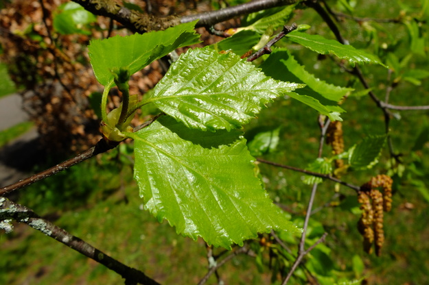 April close-up photo