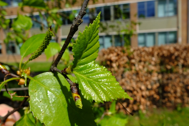 April close-up photo