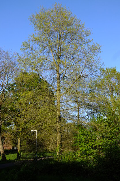 April tree photo