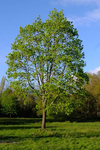 April tree photo