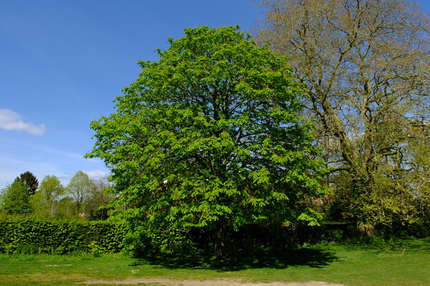 April tree photo