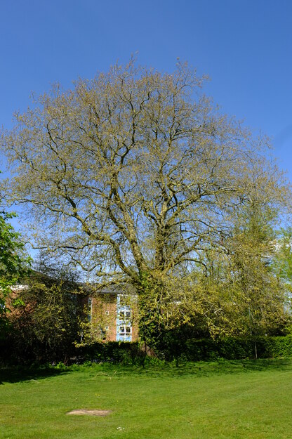 April tree photo