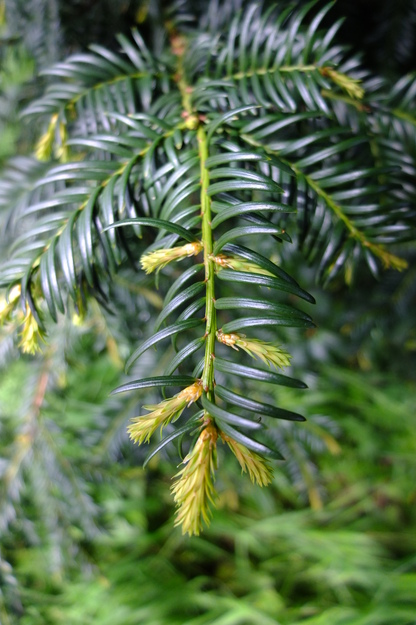 May close-up photo