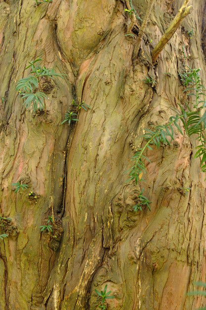 May close-up photo