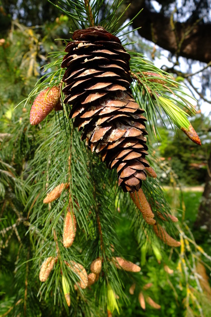 May close-up photo
