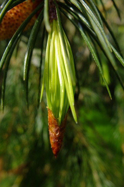 May close-up photo