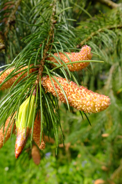 May close-up photo