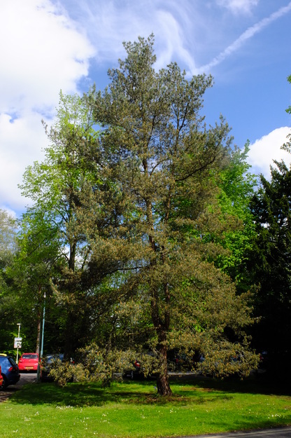 May tree photo