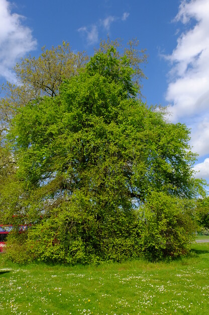 May tree photo