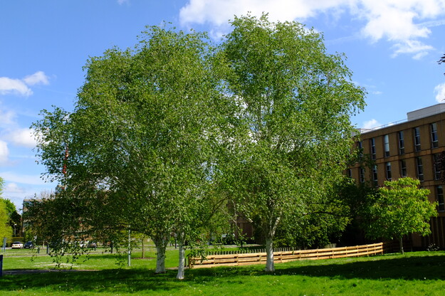 May tree photo