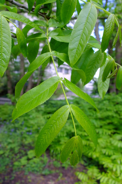 May close-up photo