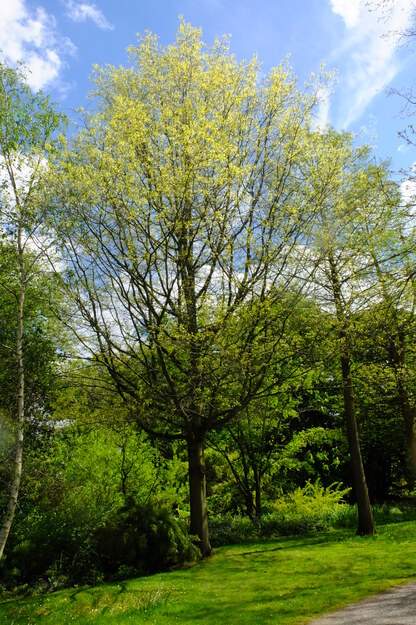 May tree photo