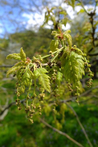 May close-up photo