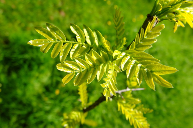 May close-up photo