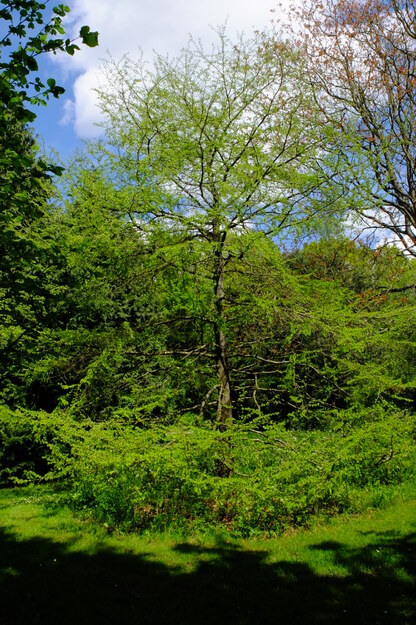 May tree photo