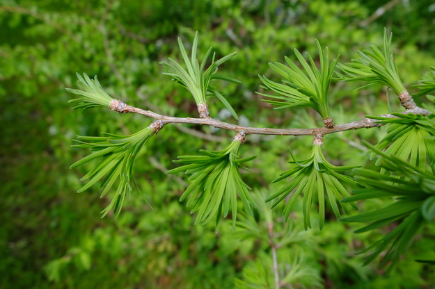 May close-up photo