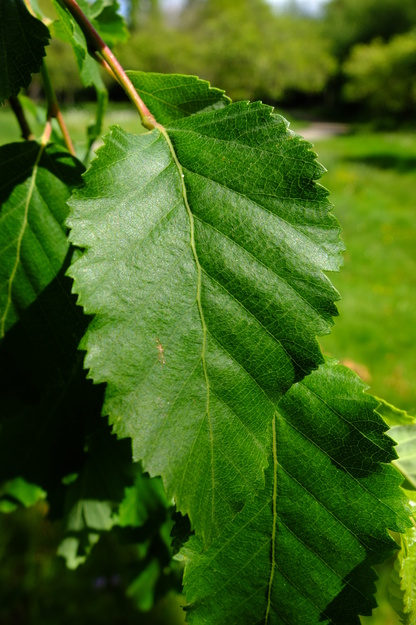 May close-up photo