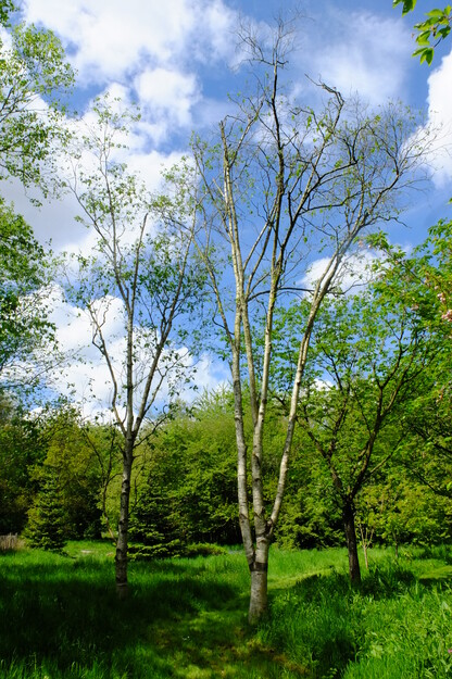 May tree photo