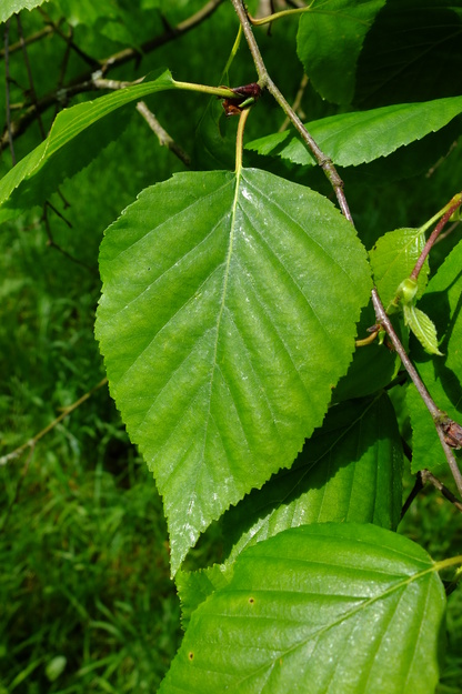 May close-up photo