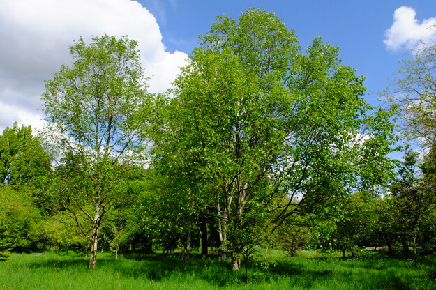 May tree photo