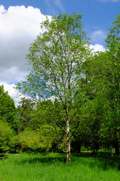 May tree photo