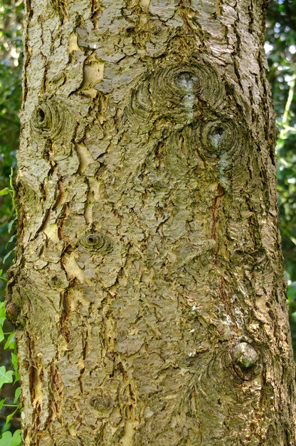 May close-up photo