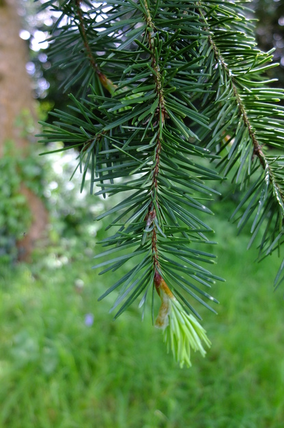 May close-up photo