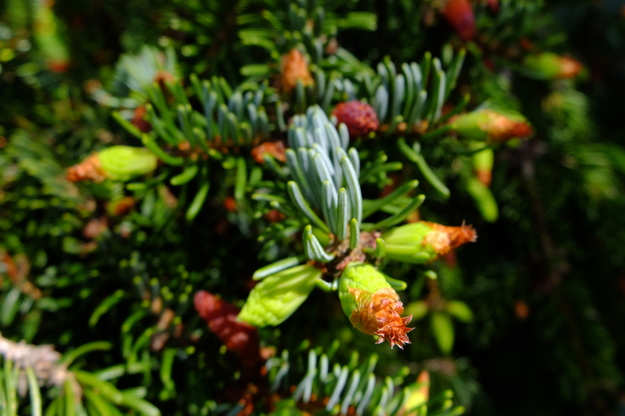 May close-up photo