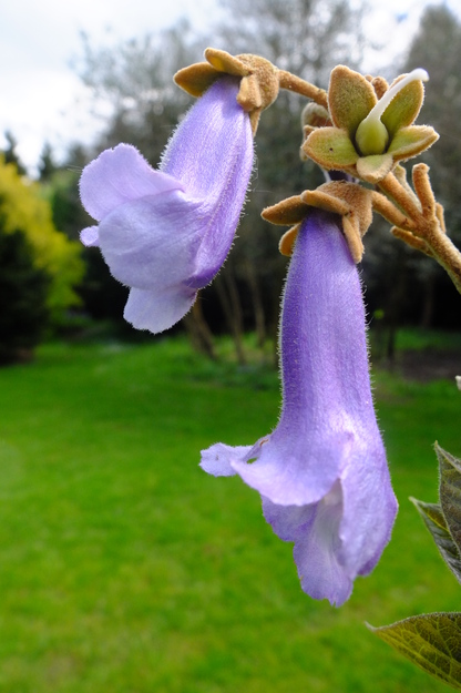 May close-up photo