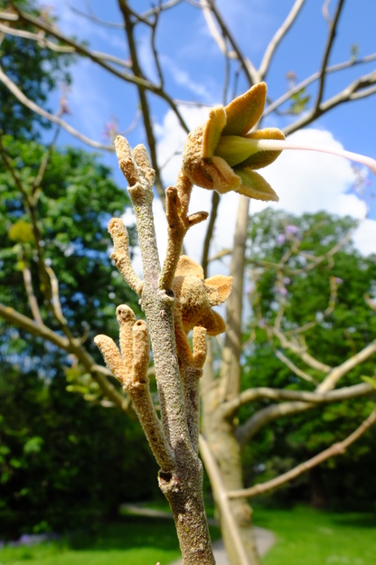 May close-up photo