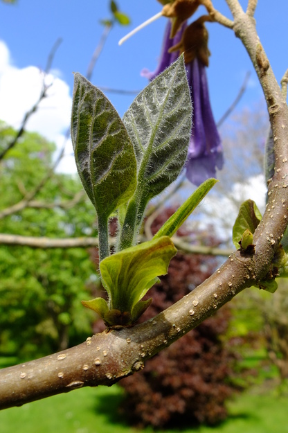 May close-up photo