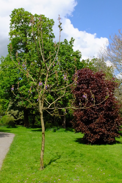 May tree photo