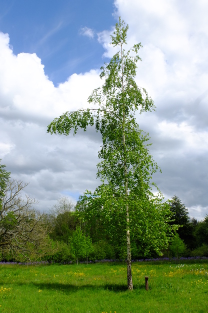 May tree photo