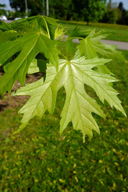 May close-up photo
