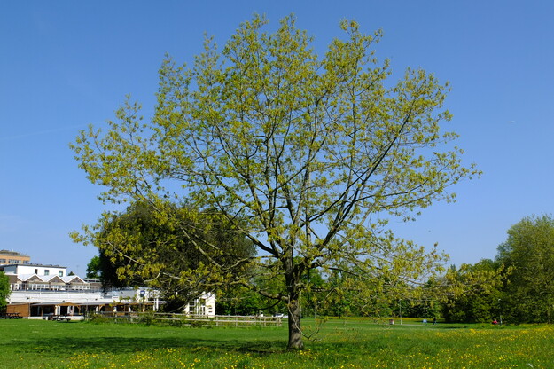 May tree photo