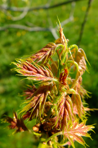 May close-up photo