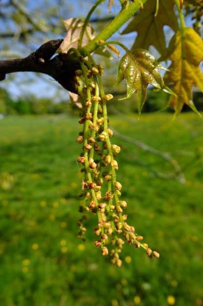 May close-up photo
