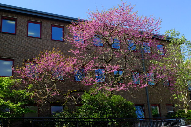 May tree photo