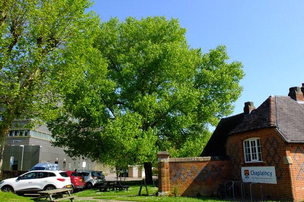 May tree photo