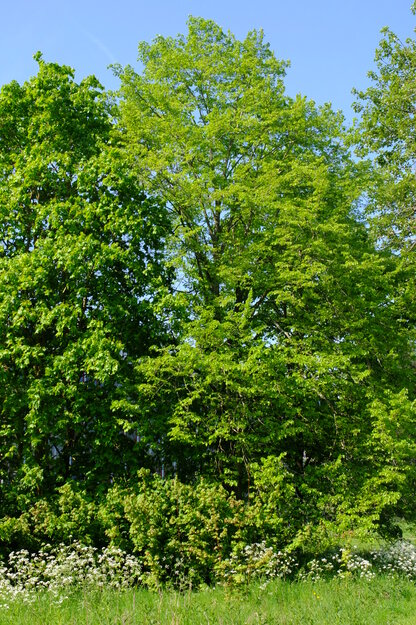 May tree photo