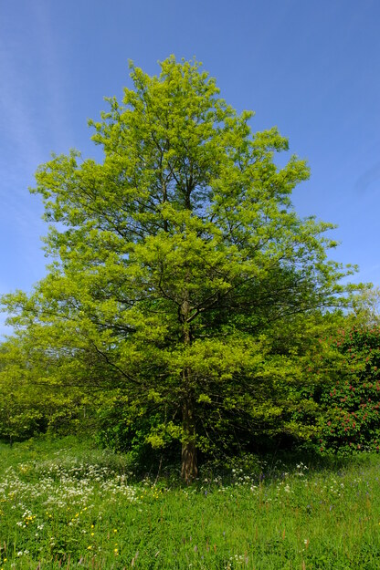 May tree photo