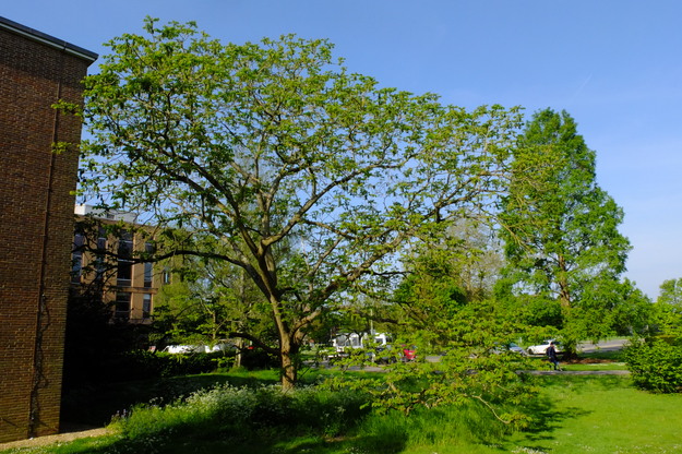May tree photo